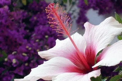flor