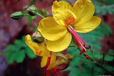 flor