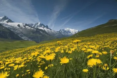 natureza jigsaw puzzle