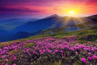 natureza jigsaw puzzle