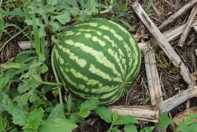 Melancia na rama