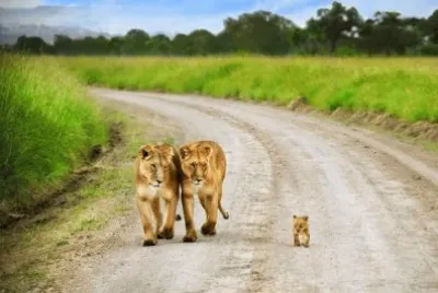 Animales jigsaw puzzle