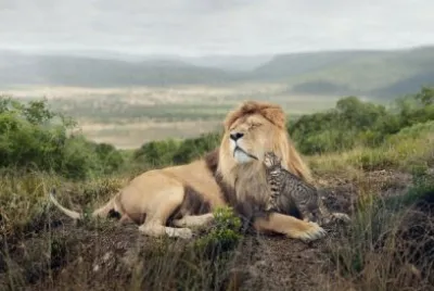 Animales