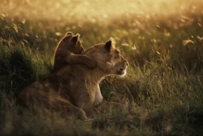 Animales
