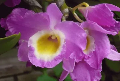 orquÃ­deas