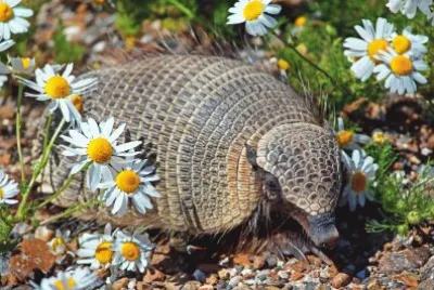 armadillo entre margaritas