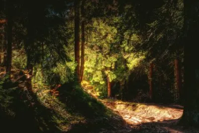Luz_en_el_bosque