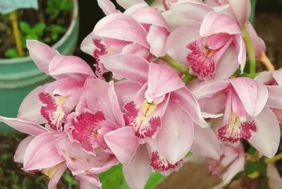 cymbidium jigsaw puzzle