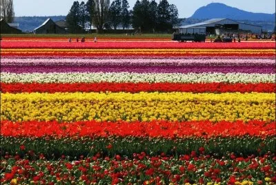 tulipanes jigsaw puzzle