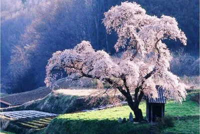 silver tree