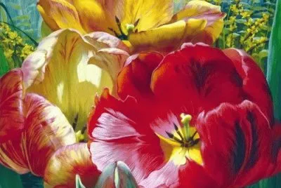 Spring Tulips