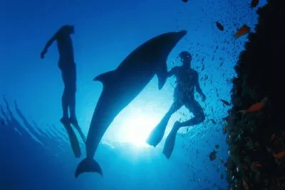 Underwater Wallpaper (8)