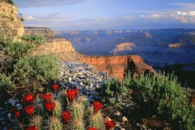 NATUREZA jigsaw puzzle