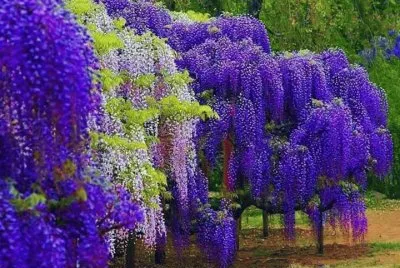 imagens jigsaw puzzle
