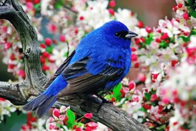 aves