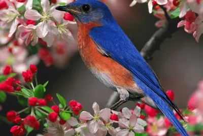 aves