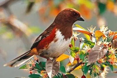 aves