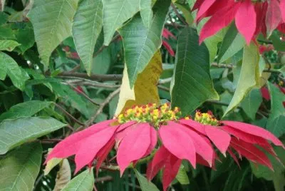 euphorbia pulcherrima jigsaw puzzle