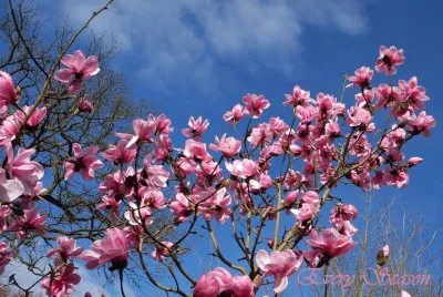 imagens jigsaw puzzle