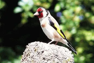 Goldfinch