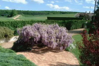 fleur jigsaw puzzle