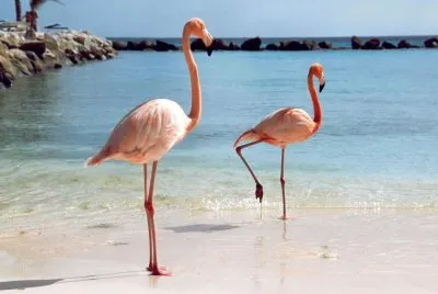 פאזל של Flamingos