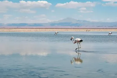 פאזל של Laguna Chaxa