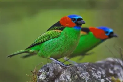 פאזל של colourful bird
