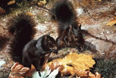 ardillas negras jigsaw puzzle