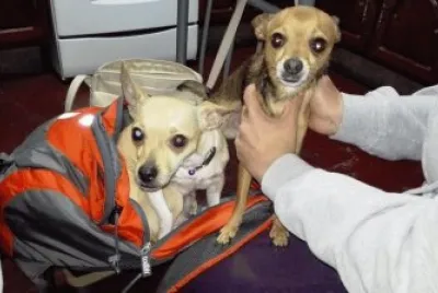 chiripiorca  y  venancio