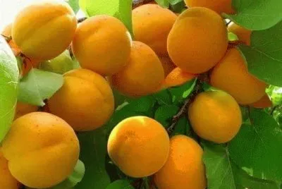 imagens