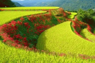 imagens jigsaw puzzle