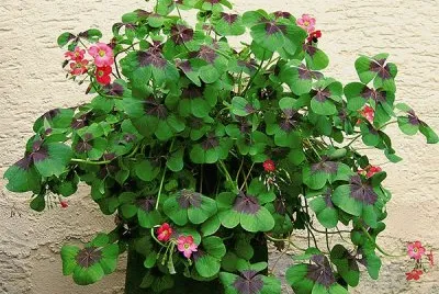 Trevo 4 Folhas com Flor