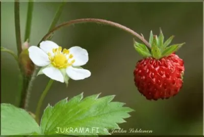 פאזל של imagens