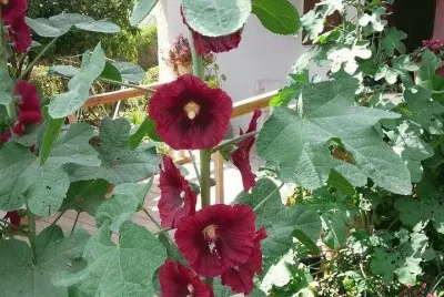 ×¤×¨×—×™×1