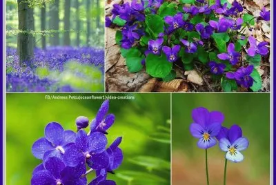 flor