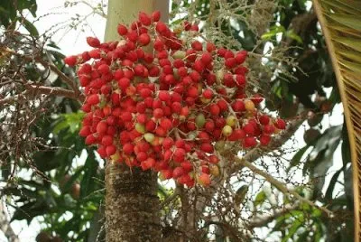 frutos de palma