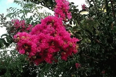 lagerstroemia indica (libustremia)