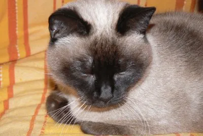 siamesa