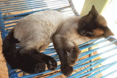 Gato dormindo na cadeira