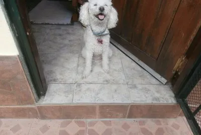 DAISY MI CANICHE