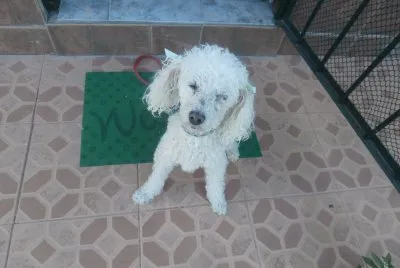 CANICHE