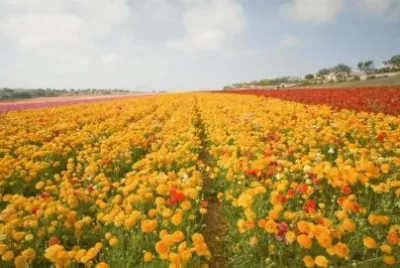imagens jigsaw puzzle