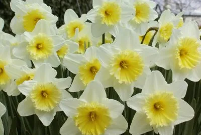 56