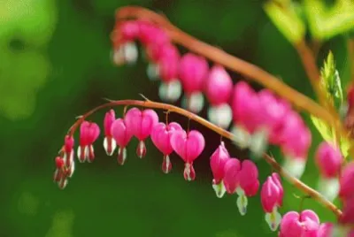 48 jigsaw puzzle