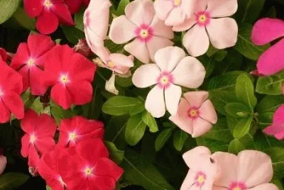147 jigsaw puzzle