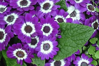 219