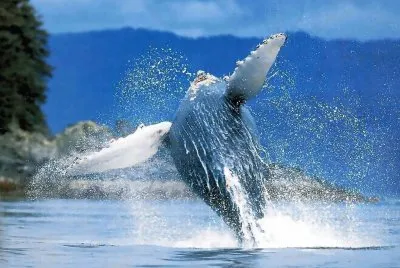 balena