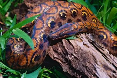 boa