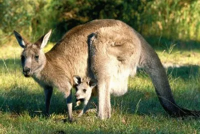 canguro